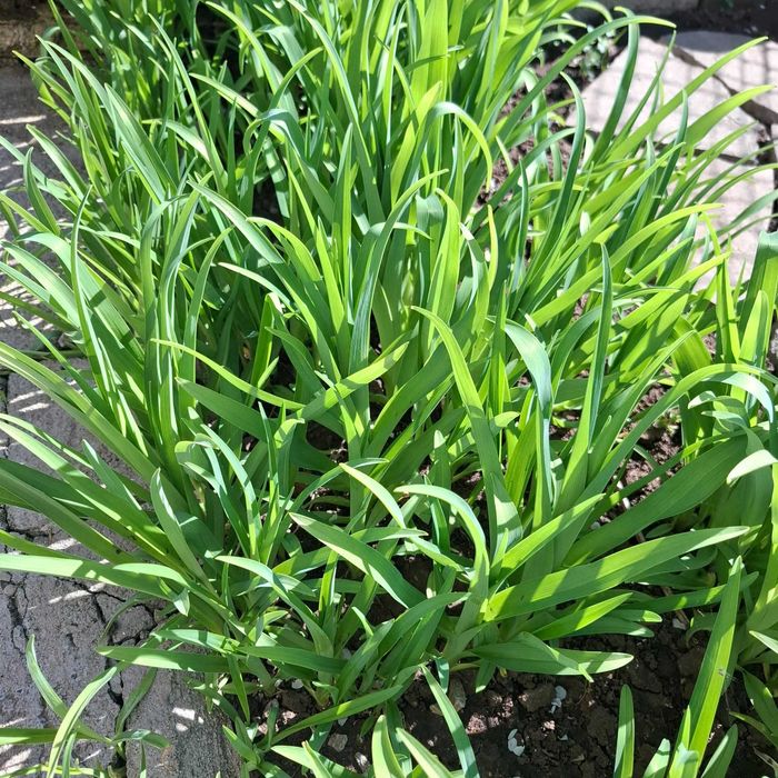 Хемерокалис градинско растение