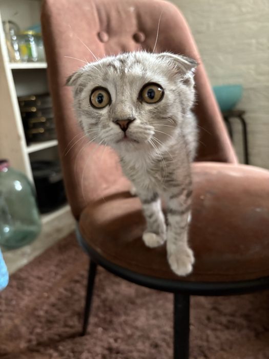 Котёнок в хороший руки
