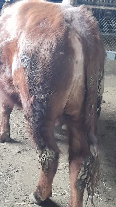 Продам быка белоголовый 2 года