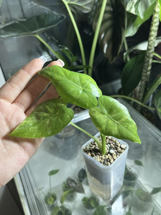 Продам деток алоказий