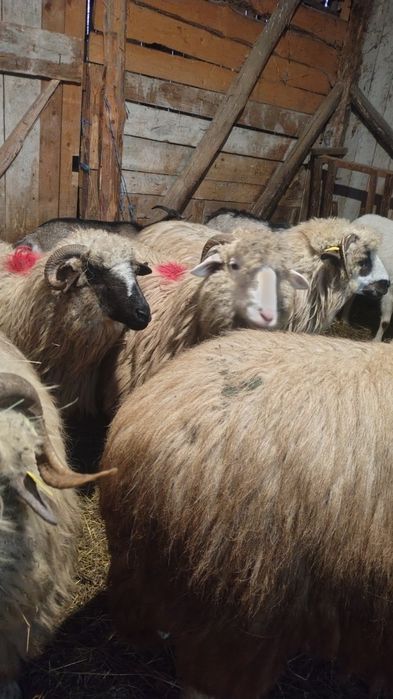 Oi tinere  de vânzare