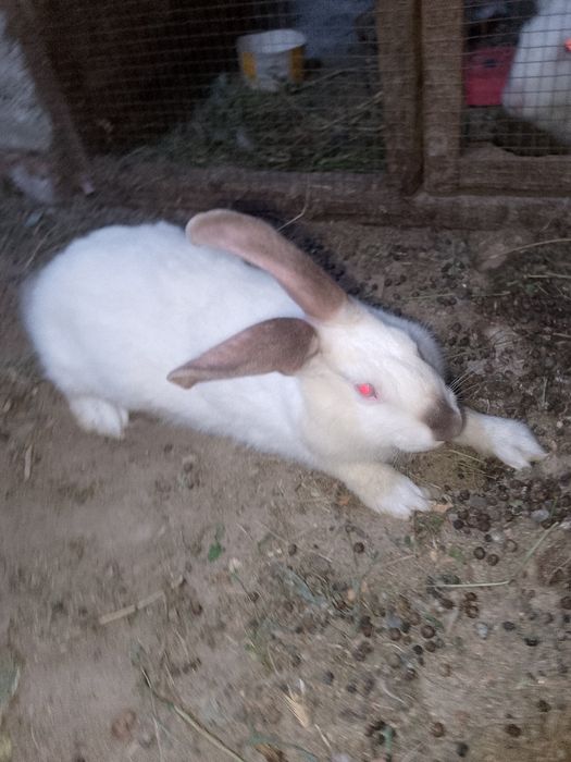 Kalifor zotli quyon sotiladi