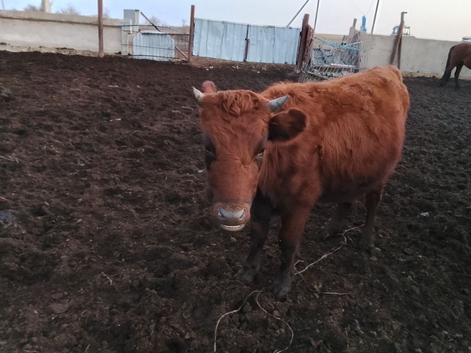 Продам телку. Кашар сатамын.
