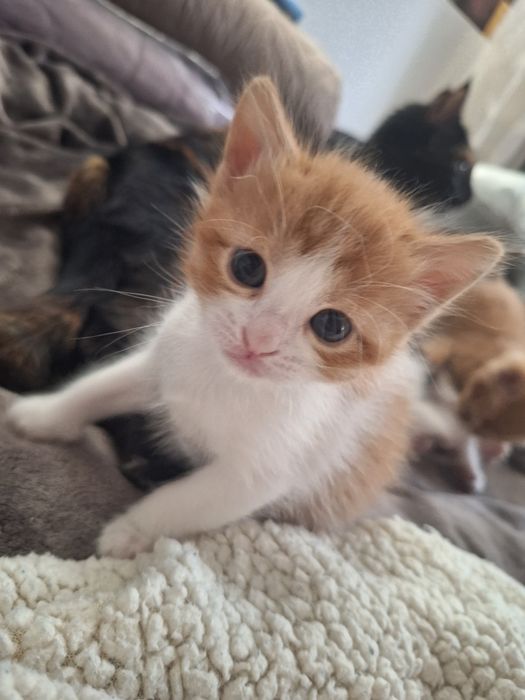 ПОДАРЯВАМ котенца