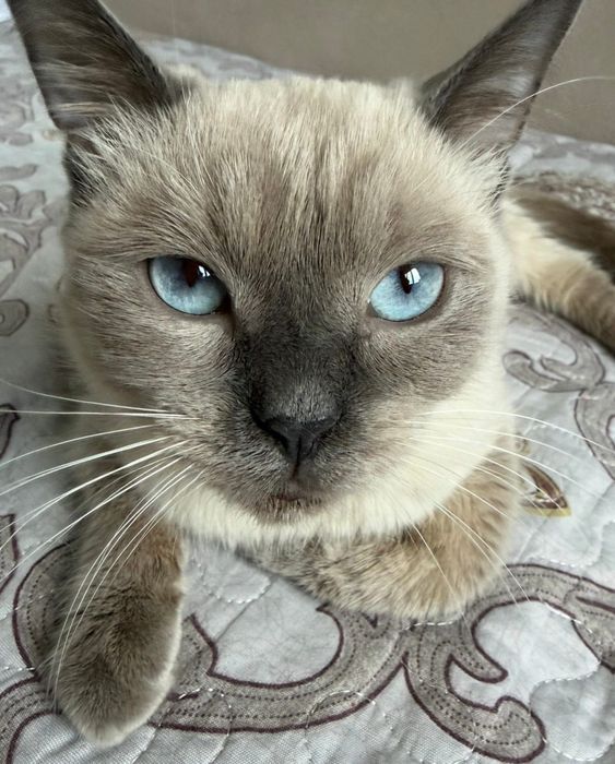 Потерялась кошка Алматы