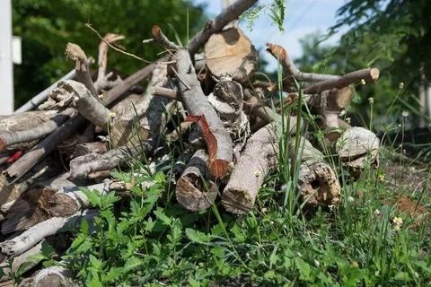 Дрова беслпатные дома лежат