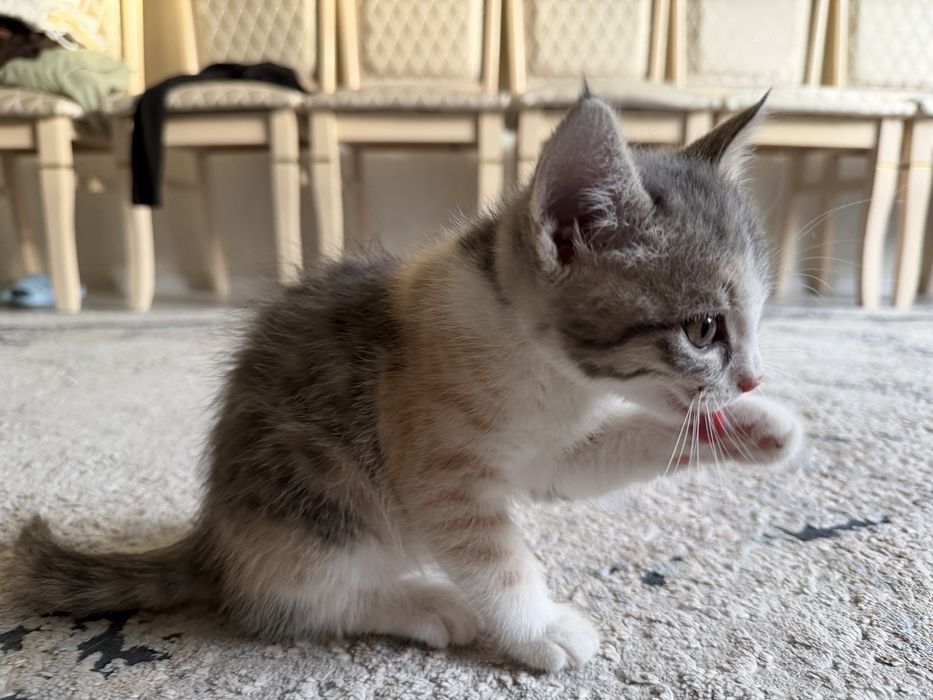 Отдам котенка в добрые руки