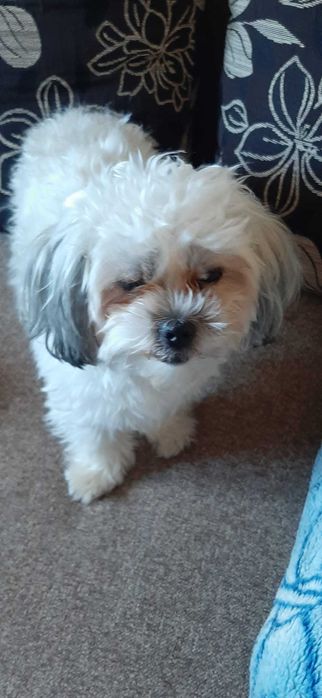 Vand Bichon cu acte si chip in regula