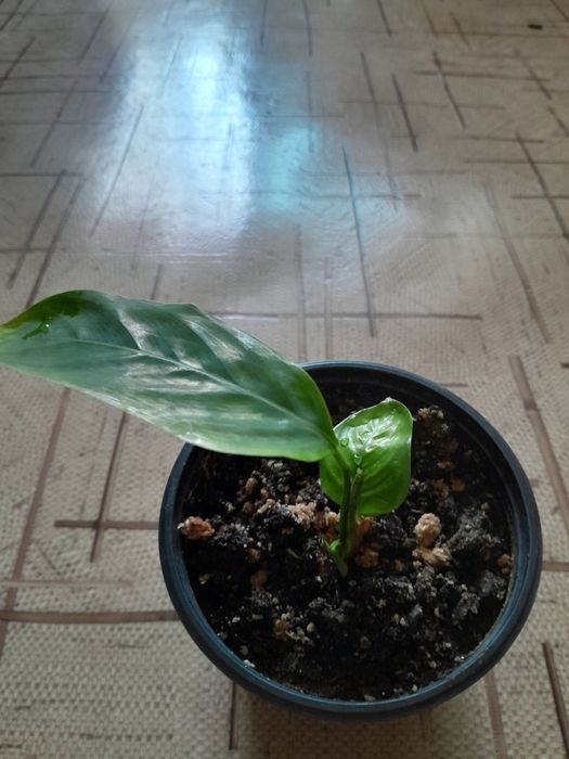 Продам цветок Ктенанта 1000