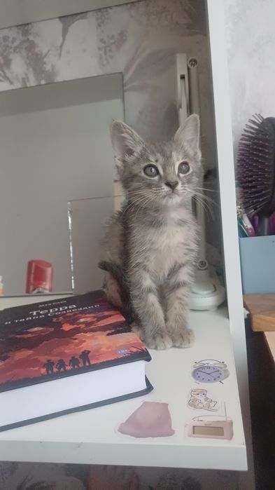 Отдаю котят в добрые руки