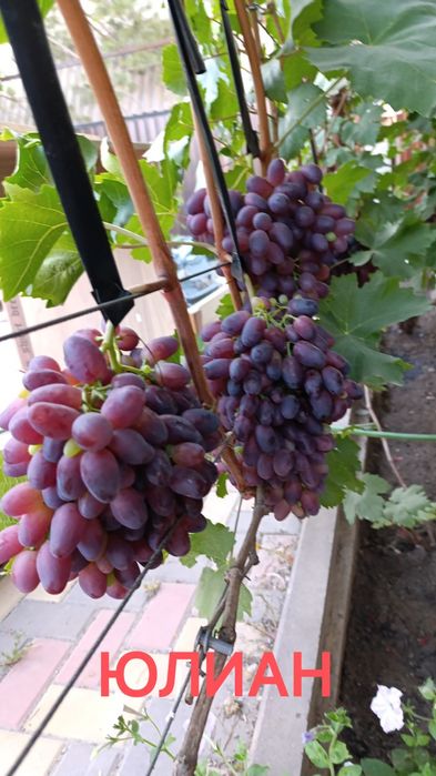 Продам саженцы винограда