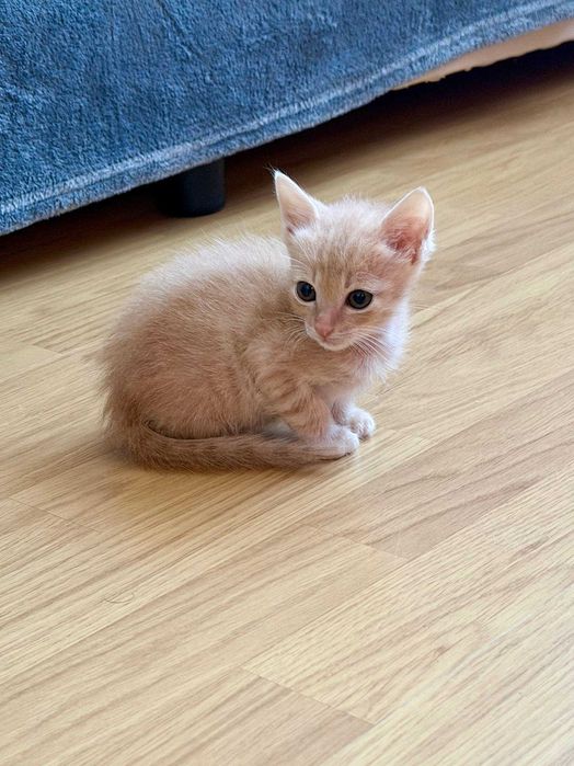 Котенца момче и момиче на 2 месеца търсят дом