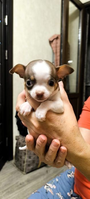 щенки чихуахуа три мальчика