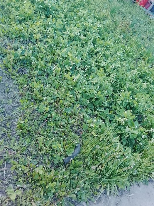 Продам дачу.Актюбжилстрой 11