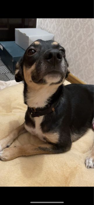 Щенок мальчик в добрые руки