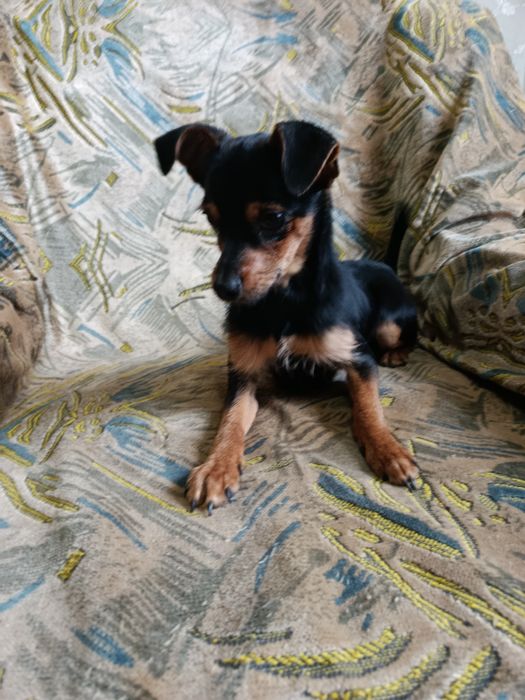 Пинчер мальчик продам