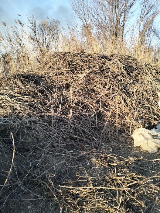 Жүзімнің шақтары бар.