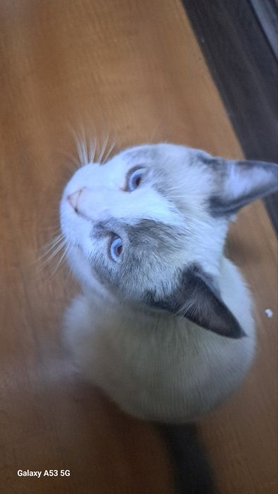 Породистый Котик