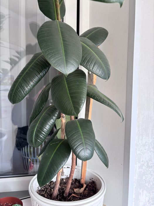 Цветы для дома дом