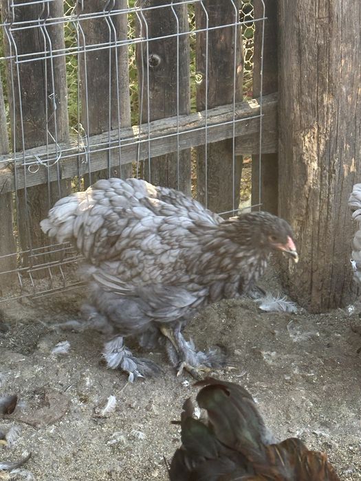 Familie brahma albastru  3+1