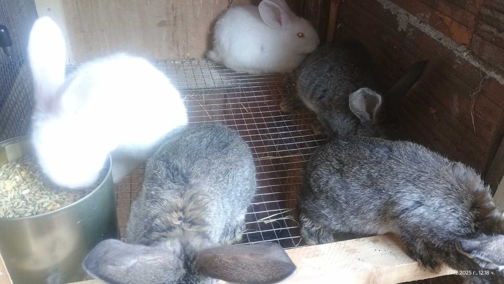 Белгийски великан