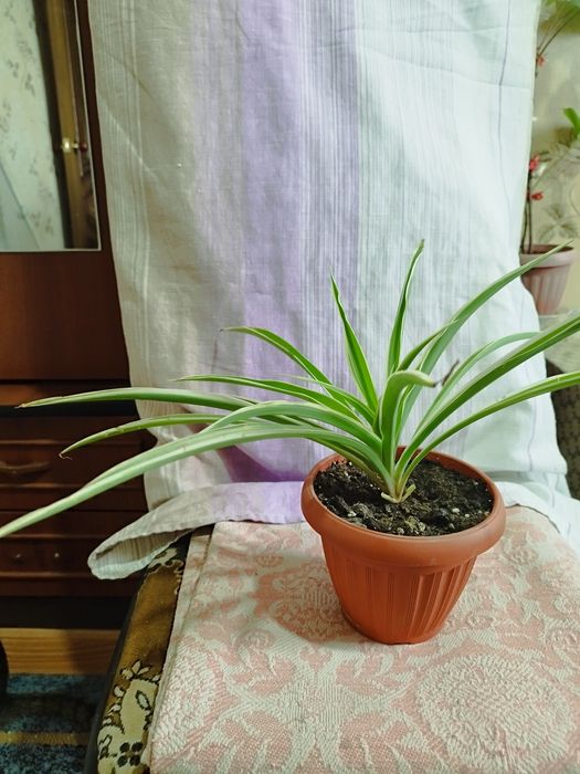 Продам цветы комнатные