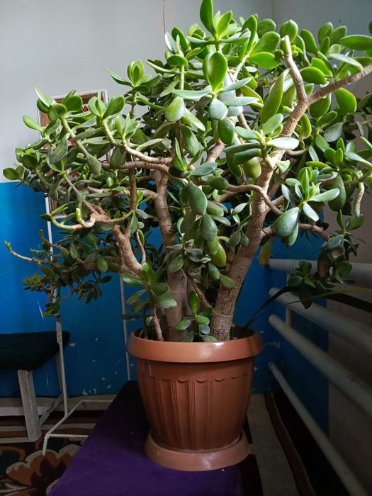 Dollar gul, Доллар гул