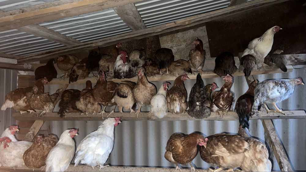 Продам домашних курей разной пароды