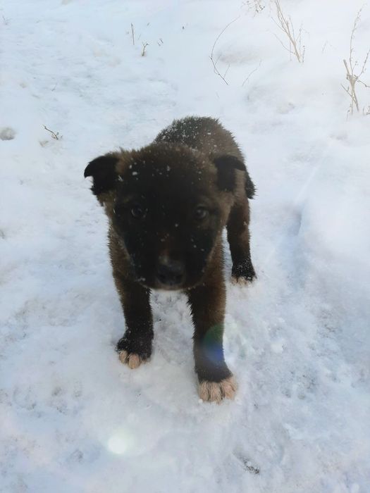 Нужен дом для этих малышей