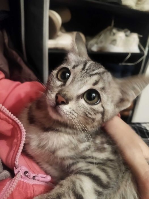 Котенок в добрые руки