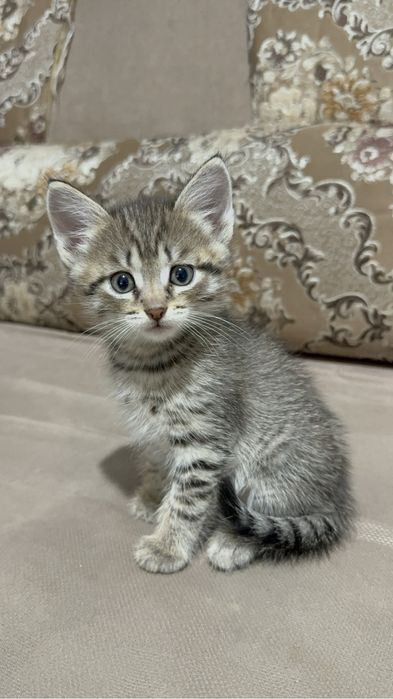Ласковый мальчик котенок .