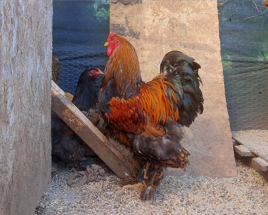 Vând cocoș Brahma Potârnichiu