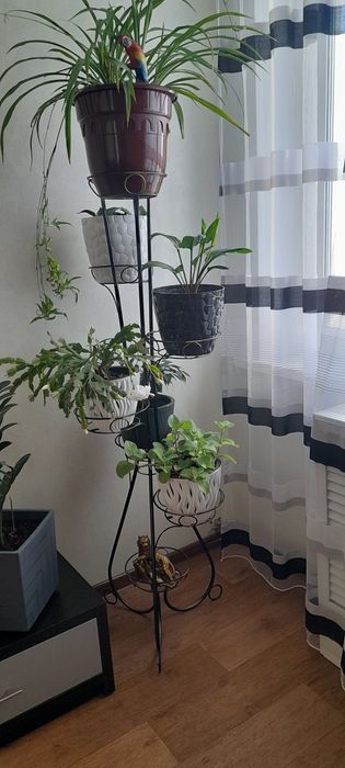 Комнатные цветы 10000