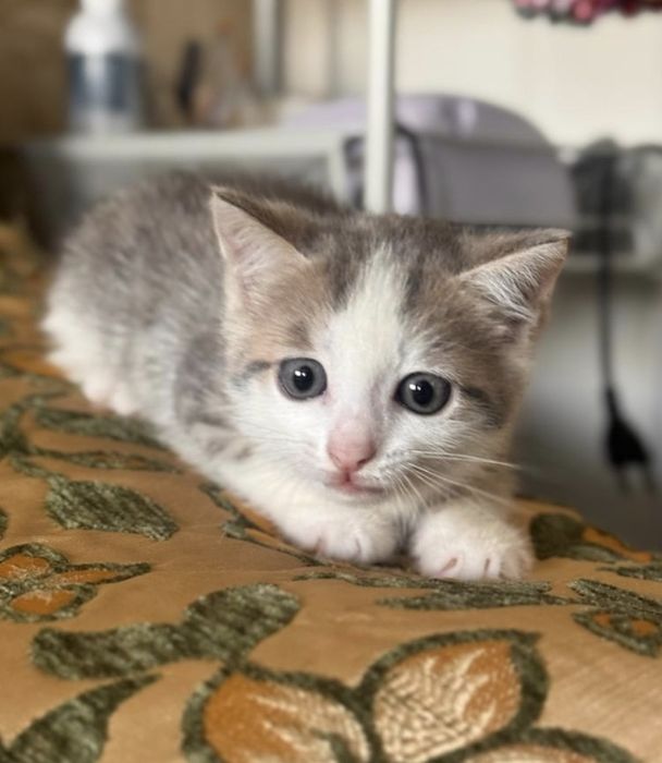 Кошечка. Девочка