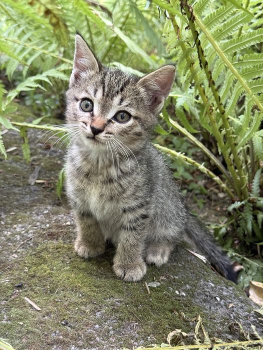Котенок ищет дом!