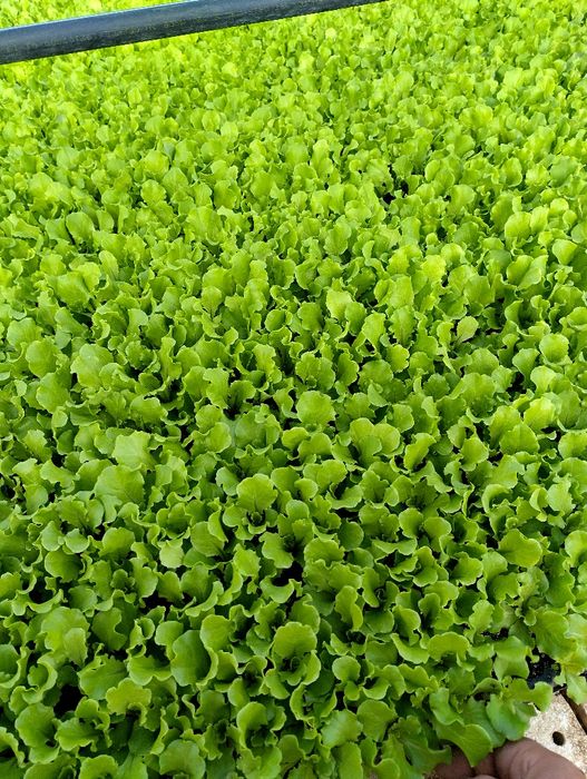 Разсад  салата (марули)