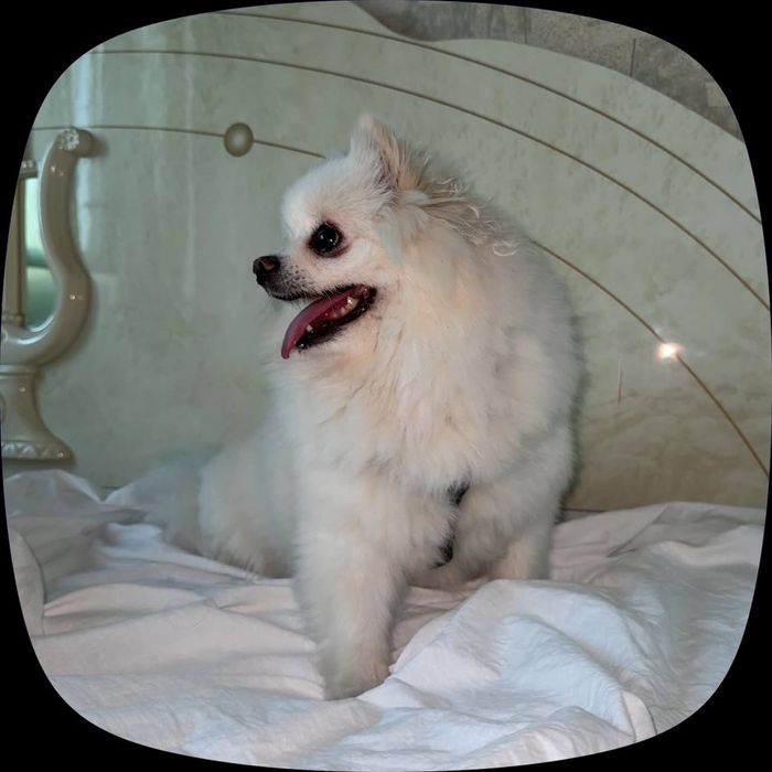 Ваш надежный Pet-ситтер Жасмин | Передержка, Выгул, Детский сад