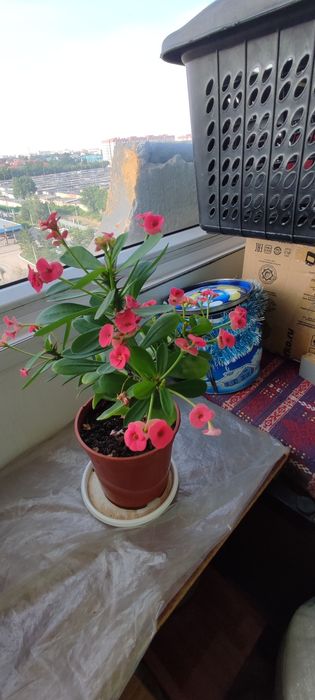 Комнатные   цветы