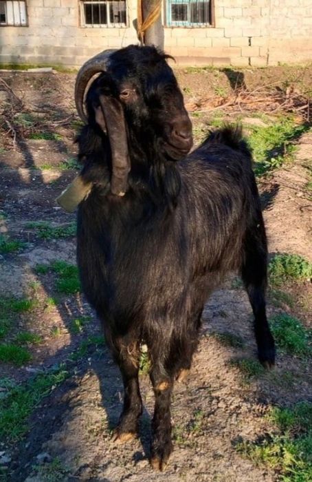 Индийский козёл Битал.