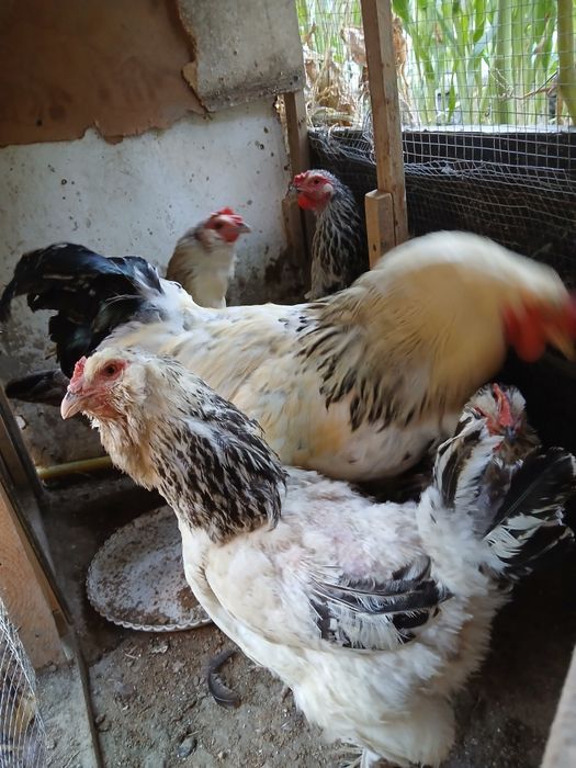 Brama tovug'lari sotiladi makyonlar 150 xoroz 200 ming