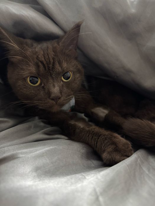Кошечка ищет добрые руки!