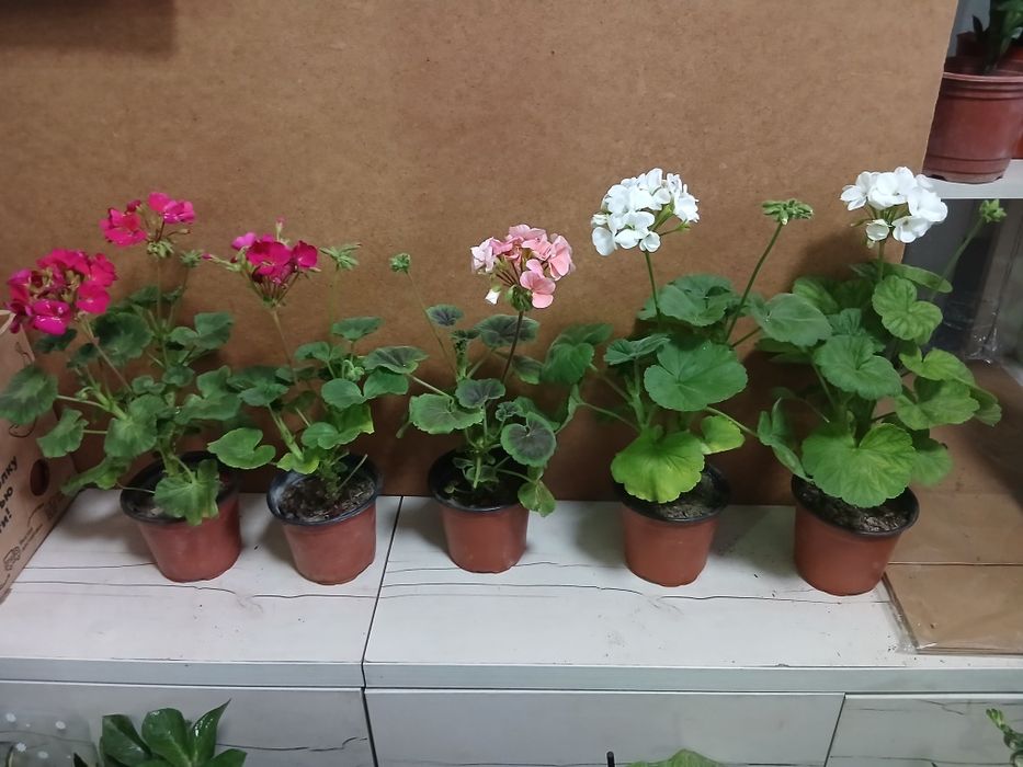 Цветущие комнатные растения