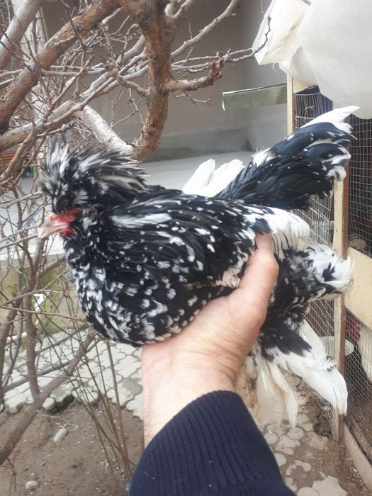 Yaponsky troyka xurozchalari