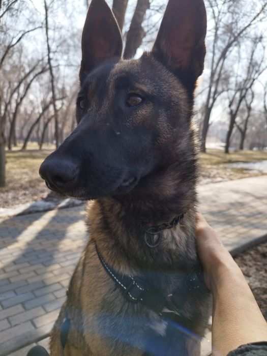 Предлагаются друзья для вашего дома