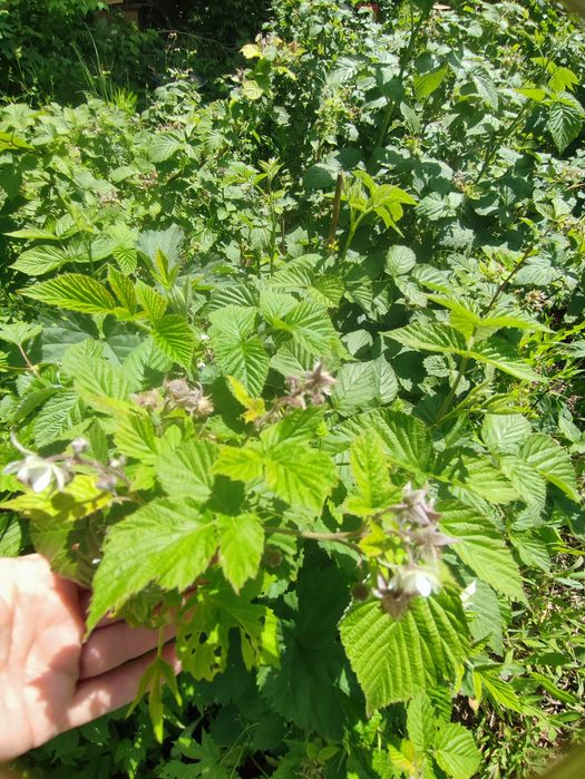 Продам любимую дачу мкр Жулдыз