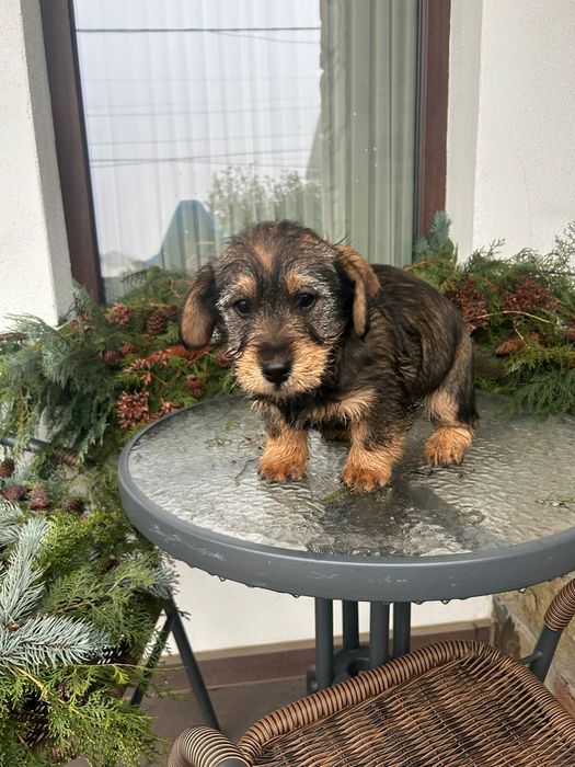 Teckel adopție donez