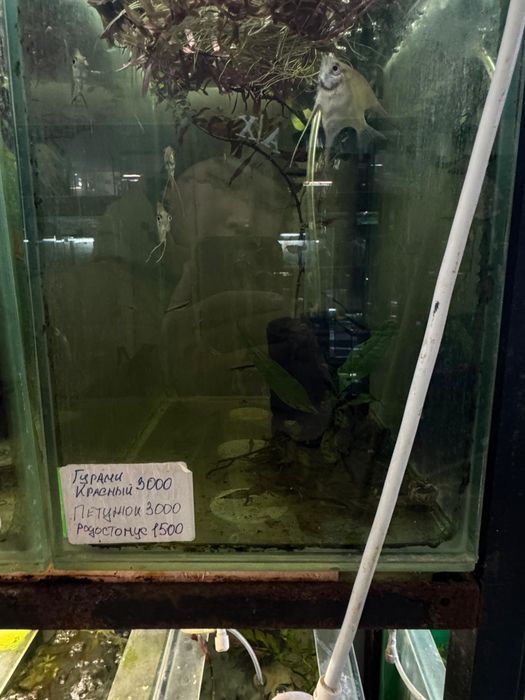 Аквариумные рыбки