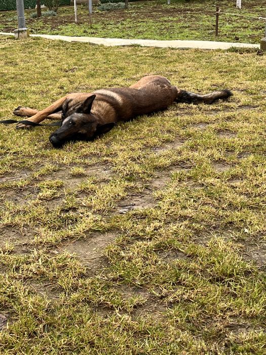 Белгийска Малиноа