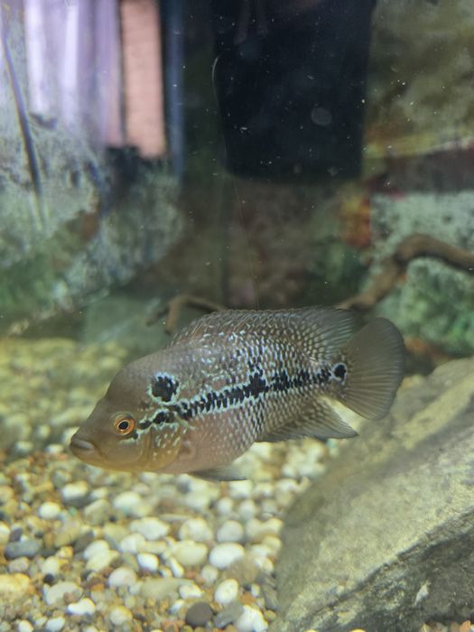 Отдам даром мальков фловер хорна