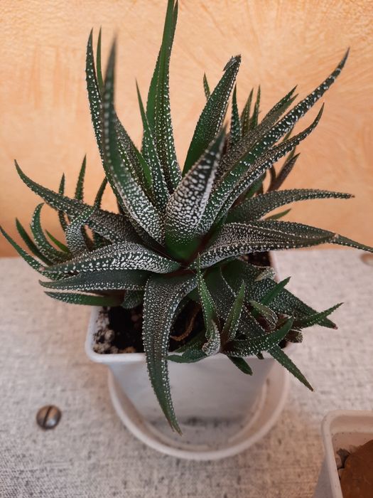 Продам кактусы..